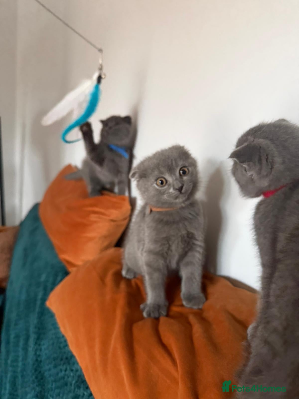 Scottish Fold cats Blue BSH kittens looking new home - Advert 12