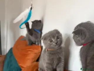 Scottish Fold cats Blue BSH kittens looking new home - Advert 12
