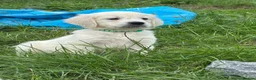 Golden Retriever dogs for sale: Kc golden retriever pups health tested parents - Advert 4