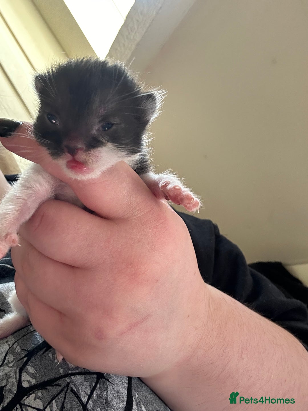 Mixed Breed cats for sale: Duchess mason - Advert 10