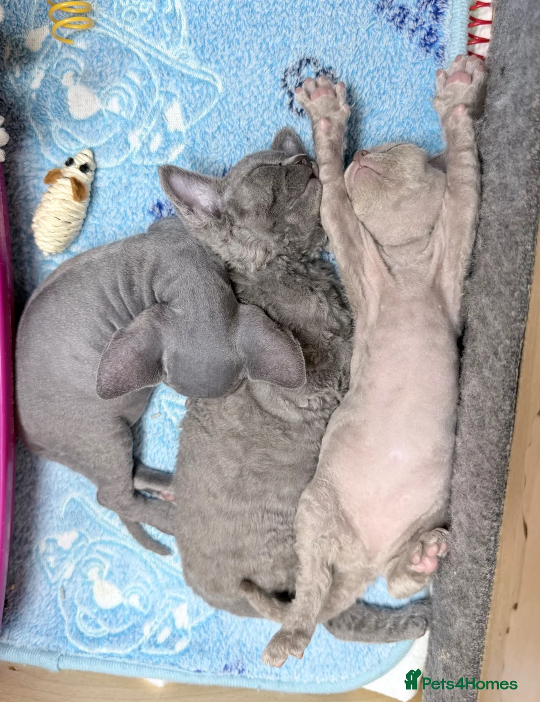 Devon Rex cats for sale: Beautiful blue boy and lilac girl!!!!! - Advert 2