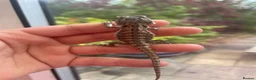 Bearded Dragon reptiles for sale: Super friendly bearded dragons - Advert 1