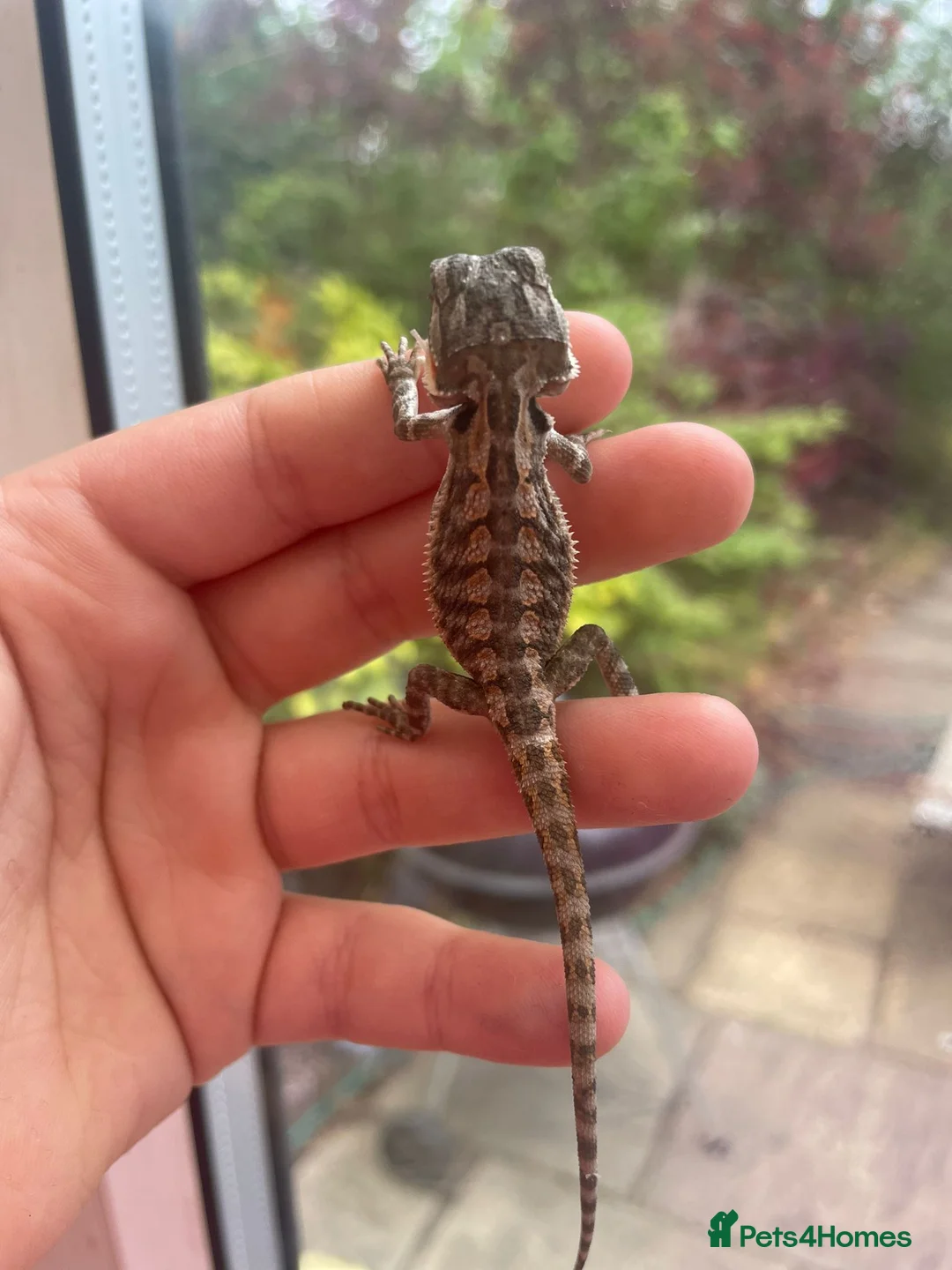 Bearded Dragon reptiles for sale: Super friendly bearded dragons - Advert 1