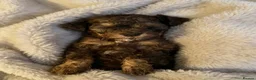 Cockapoo dogs for sale: Outstanding F3 cockapoo puppies  - Advert 8