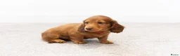 Miniature Dachshund dogs for sale: KC Longhaired Mini Dachshund puppies - Advert 14