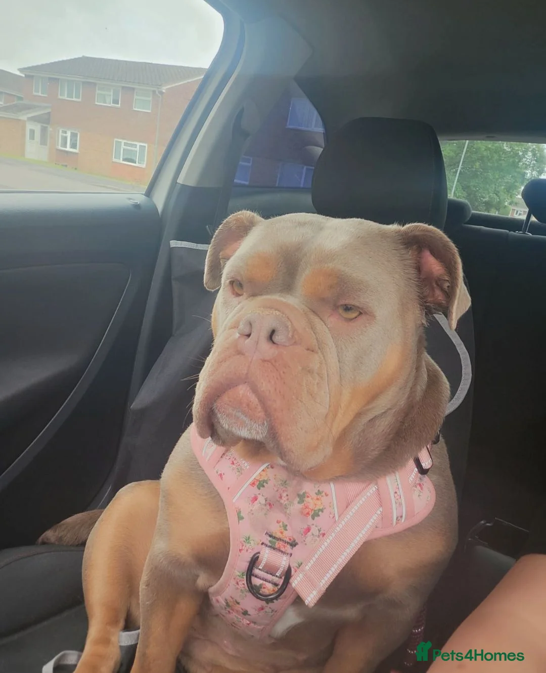 Olde English Bulldogge dogs for sale: Oldee English bulldogge  - Advert 2