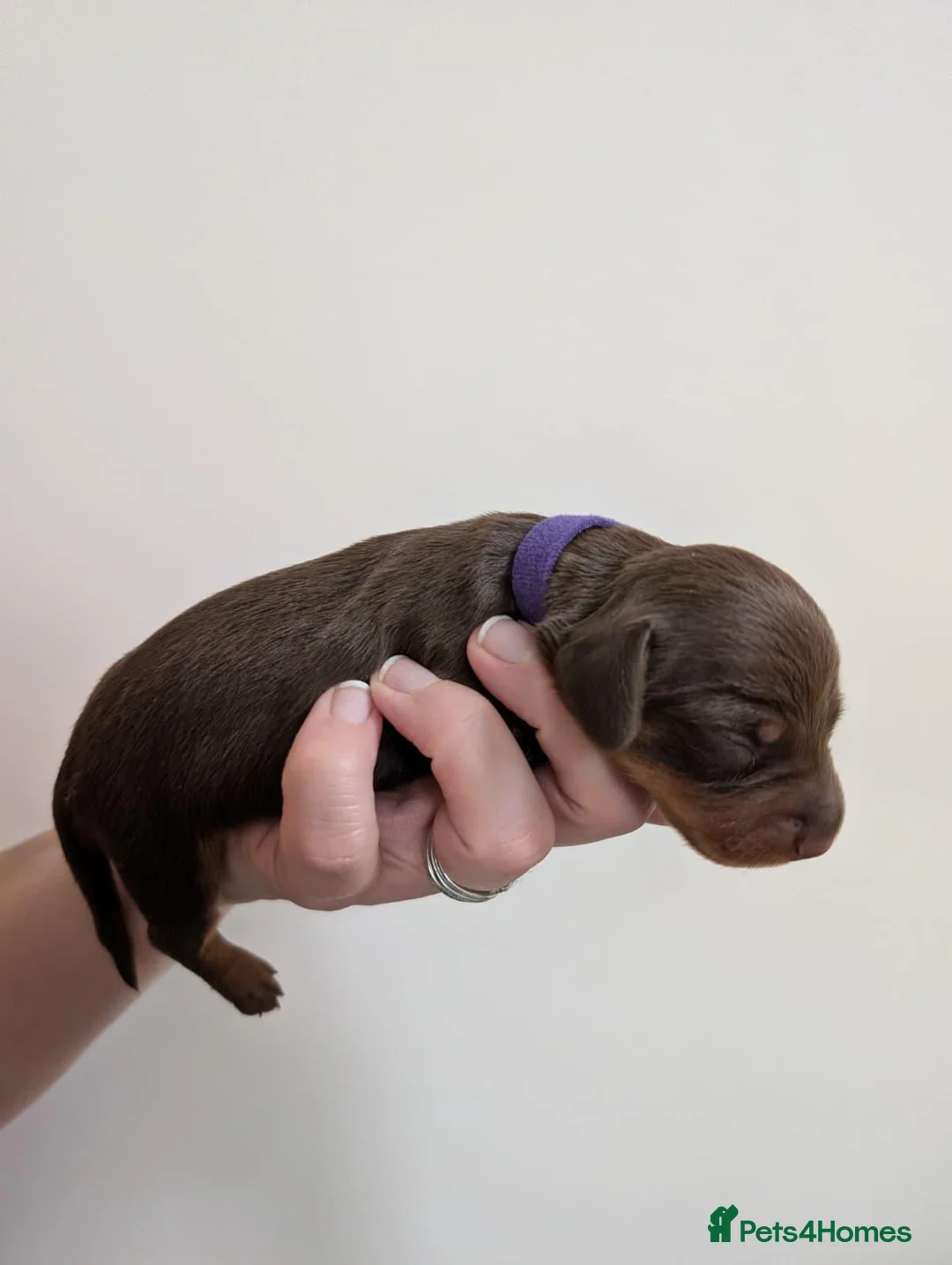 Miniature Dachshund dogs for sale: KC Registered Miniature Dachshunds - Advert 16