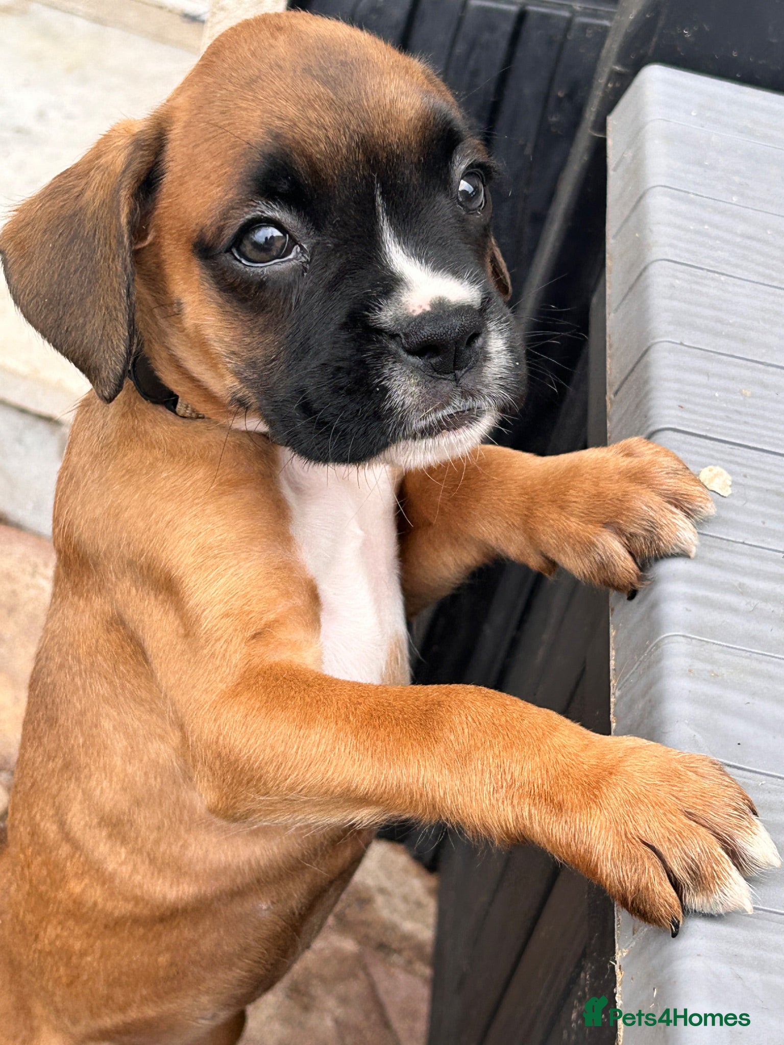 Boxer dogs READY NOW- Stunning boxer puppies - Advert 1