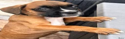 Boxer dogs for sale: READY NOW- Stunning boxer puppies - Advert 6