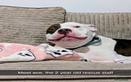 Mixed Breed dogs for sale: 4 beautiful American bully cross staffy puppies - Image 14