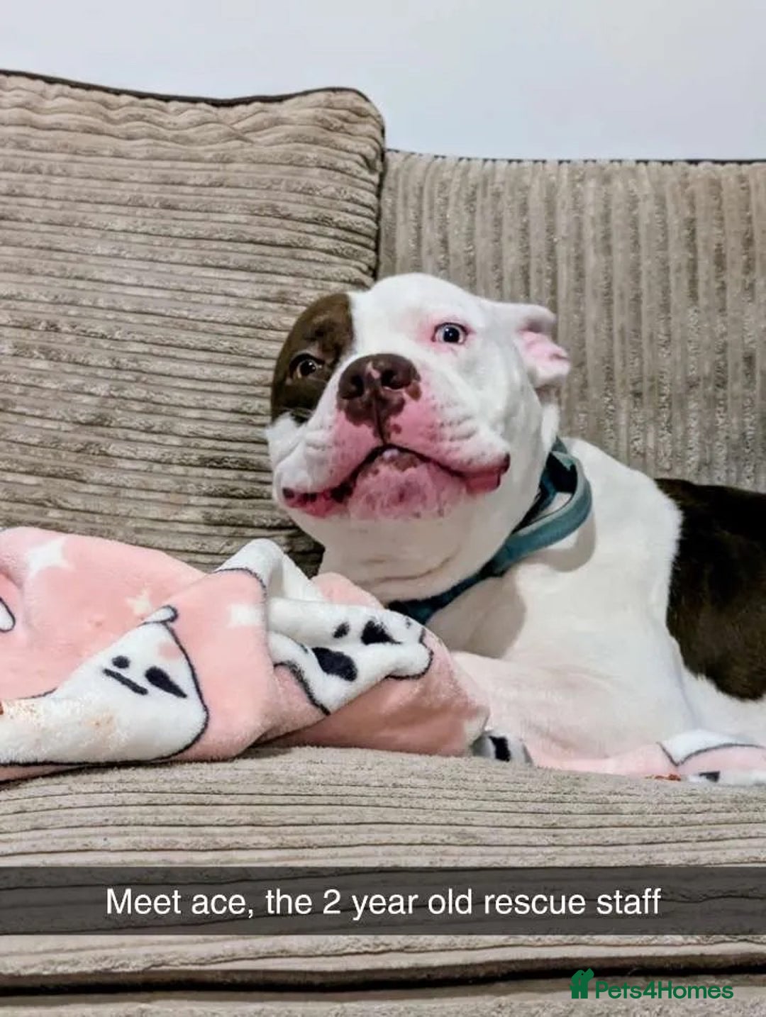 Mixed Breed dogs for sale: 4 beautiful American bully cross staffy puppies - Image 14