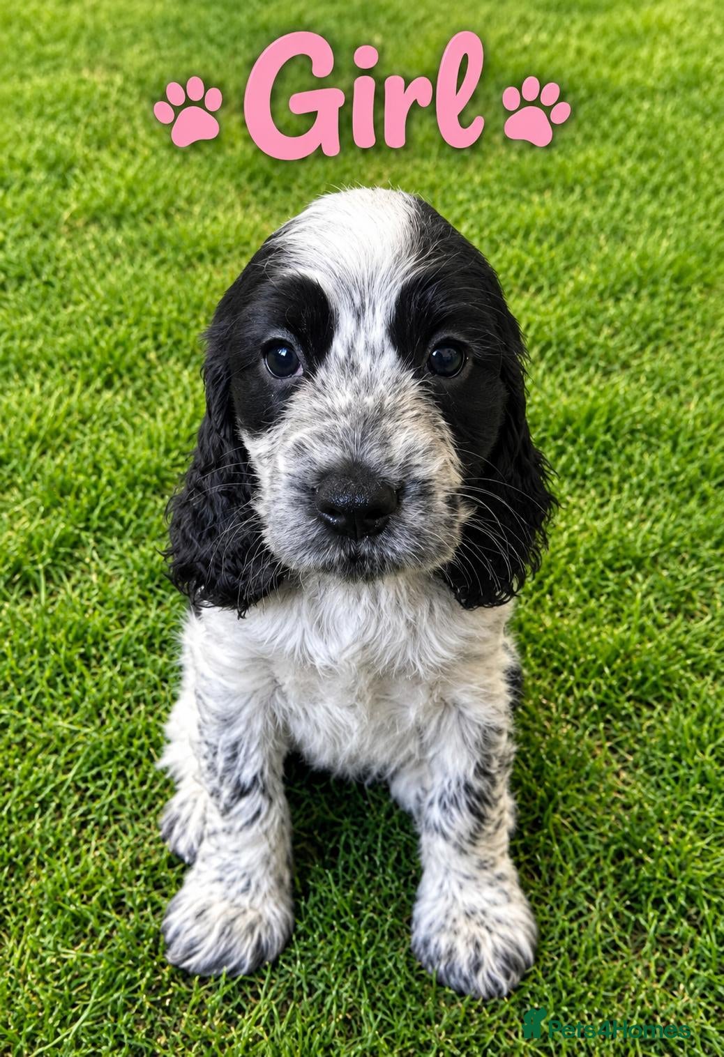 Cocker Spaniel dogs for sale: Ready Tuesday 27th Oct Cocker Spaniel Puppies  - Advert 1