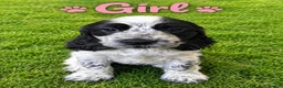Cocker Spaniel dogs for sale: Ready Tuesday 27th Oct Cocker Spaniel Puppies  - Advert 1