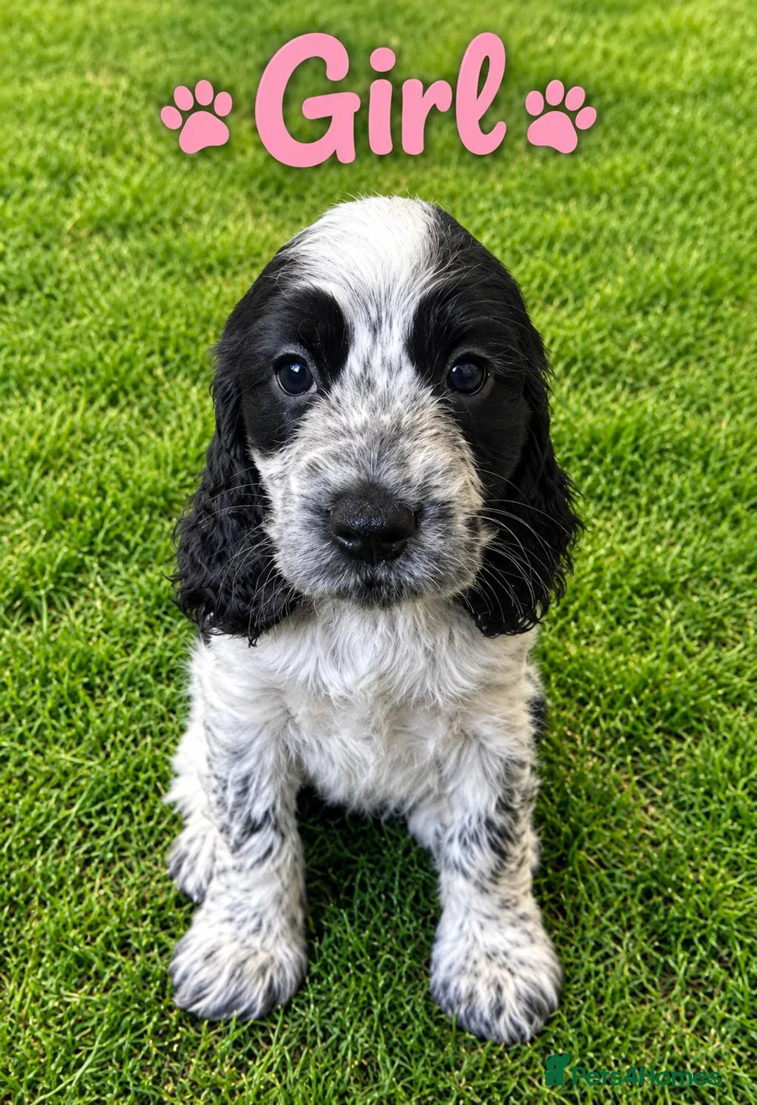 Cocker Spaniel dogs for sale: Ready Tuesday 27th Oct Cocker Spaniel Puppies  - Advert 1