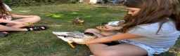 Ducks poultry for sale: 2 Male call Ducks (1 Abacot and 1 Rouen) - Advert 3