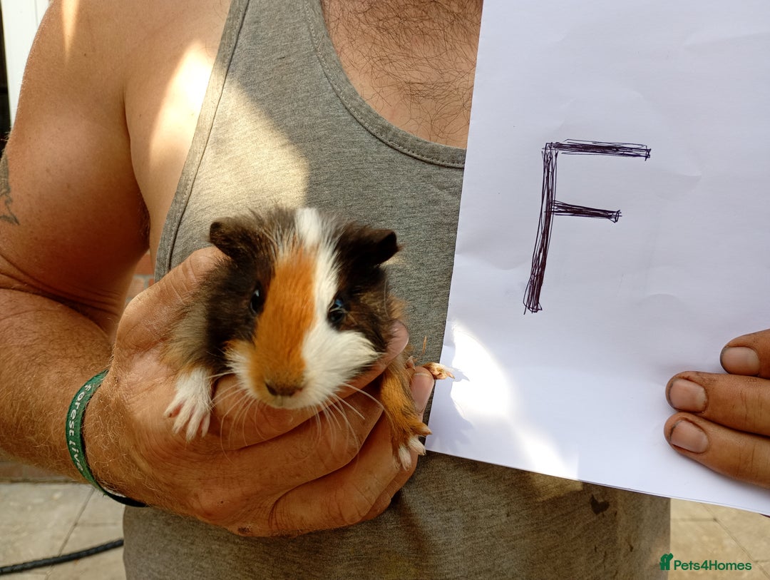 Guinea Pig rodents for sale: Baby guinea pigs - Image 2