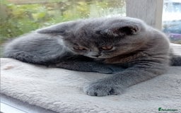 British Shorthair cats for sale: Beautiful British short-hair kittens  - Image 5