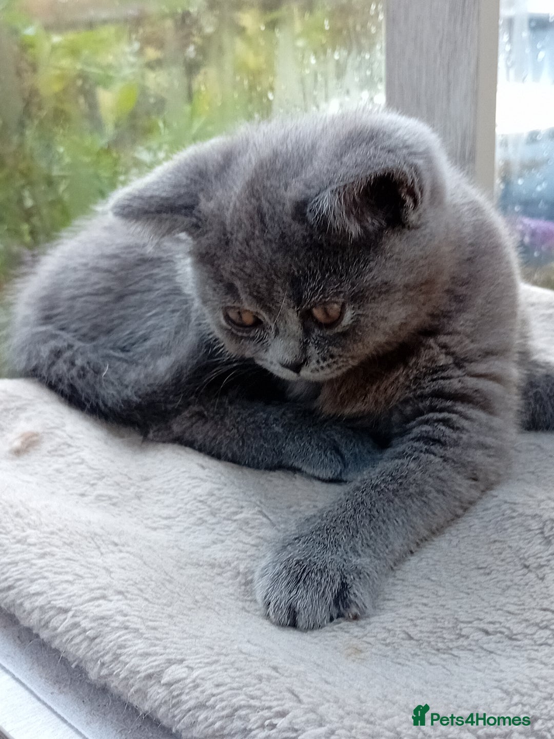 British Shorthair cats for sale: Beautiful British short-hair kittens  - Image 5