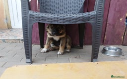 Mixed Breed dogs for adoption: Meet Little BEAR, a Lovely but naughty Boy... - Image 7