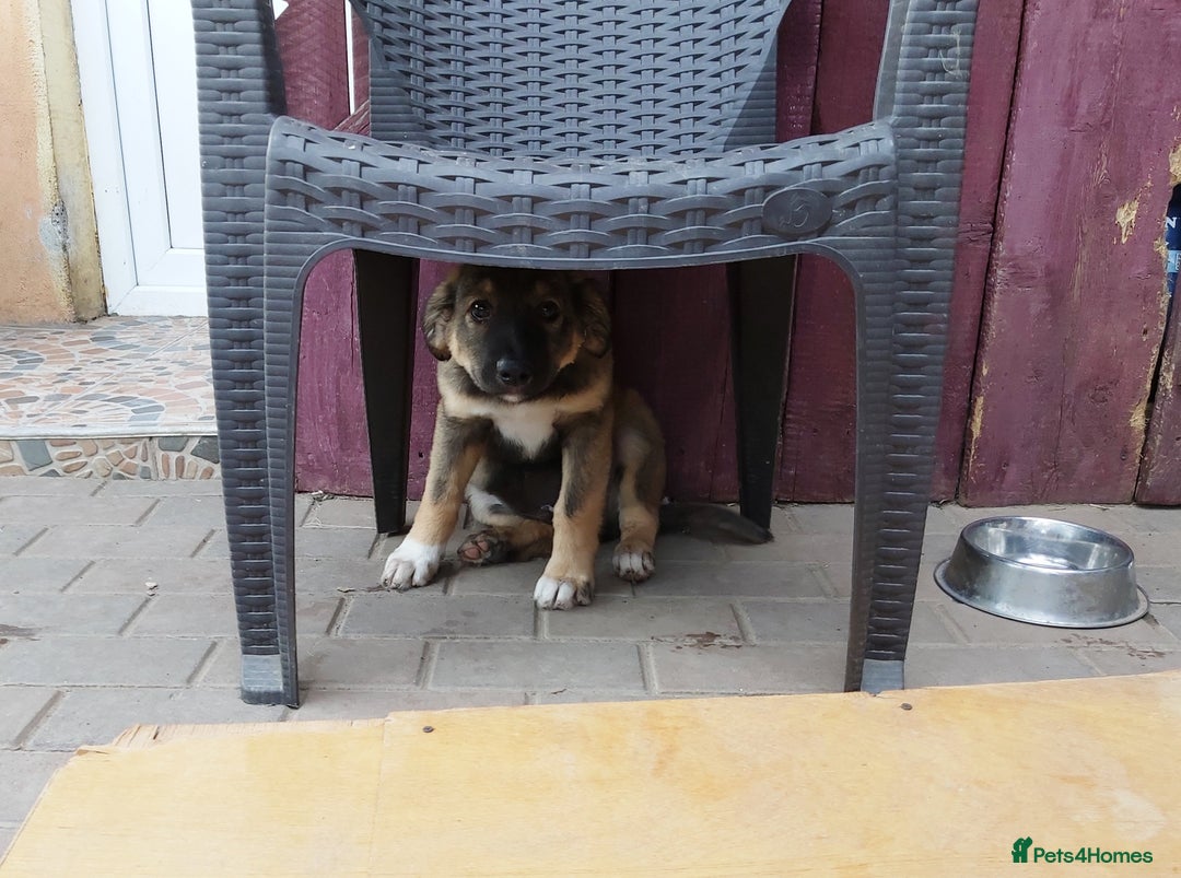 Mixed Breed dogs for adoption: Meet Little BEAR, a Lovely but naughty Boy... - Image 7