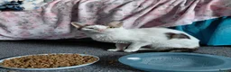 Mixed Breed cats for adoption: Affectionate Indoor rescue Big Snowy - Advert 8