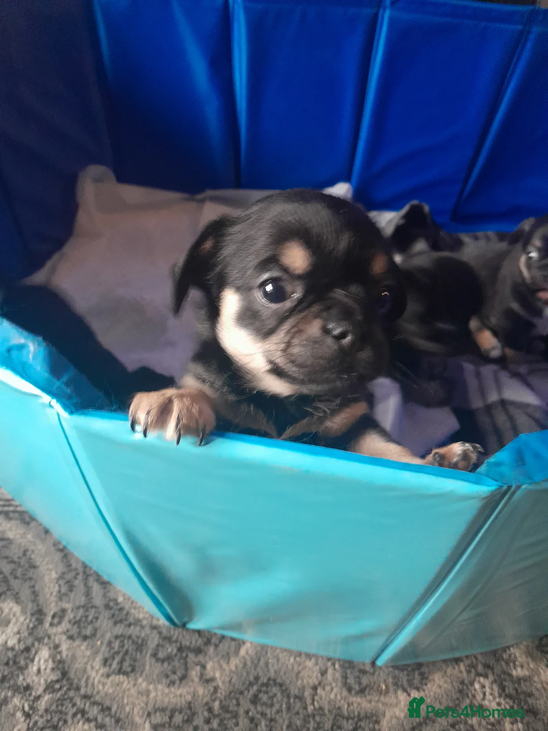 Chihuahua dogs for sale: Chihuahua pups in Doncaster - Advert 6