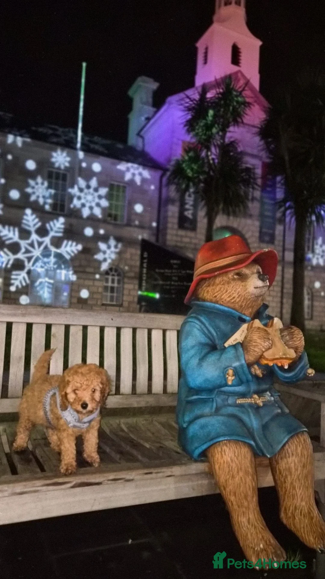 Cavapoo dogs for sale:  4 Months Cavapoo for Sale - Advert 2