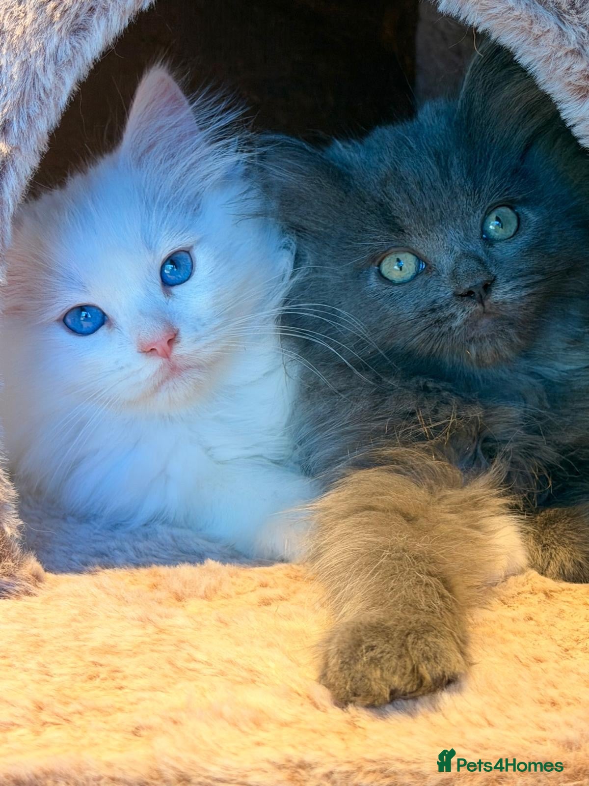 Mixed Breed cats Beautiful Ragdoll x Persian kittens  - Advert 5