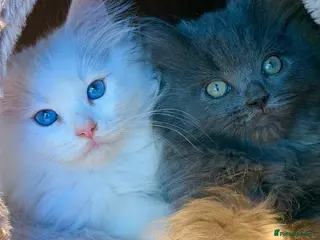 Mixed Breed cats Beautiful Ragdoll x Persian kittens - Advert 5