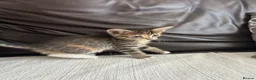 Turkish Angora cats for sale: Beautiful Kittens  - Advert 10