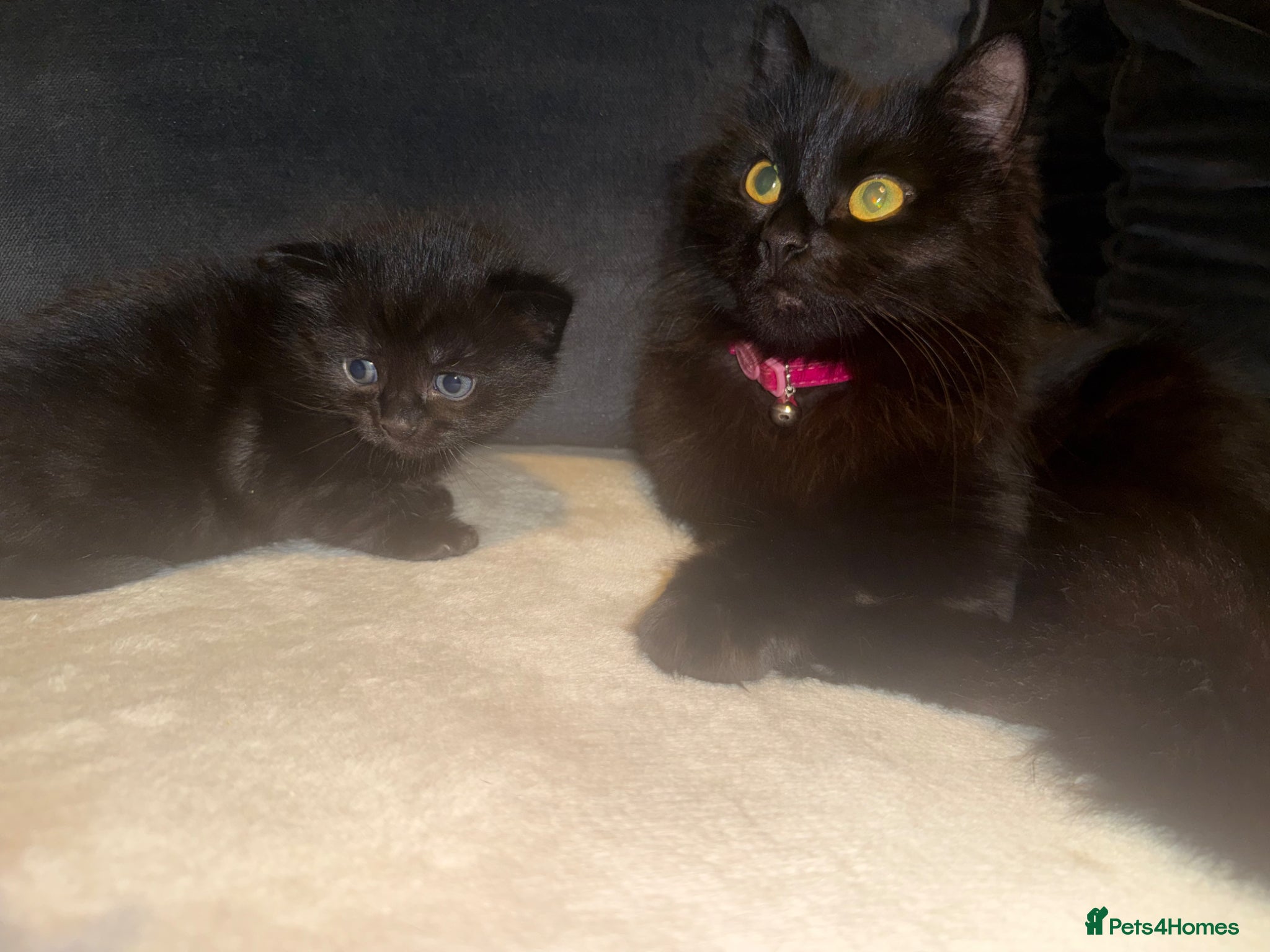 Mixed Breed cats All black male kitten for sale  - Advert 1