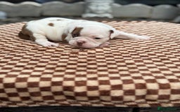 Old Tyme Bulldog dogs for sale: Old Tyme Bulldog Puppies - Both Parents Our Pets - Image 4