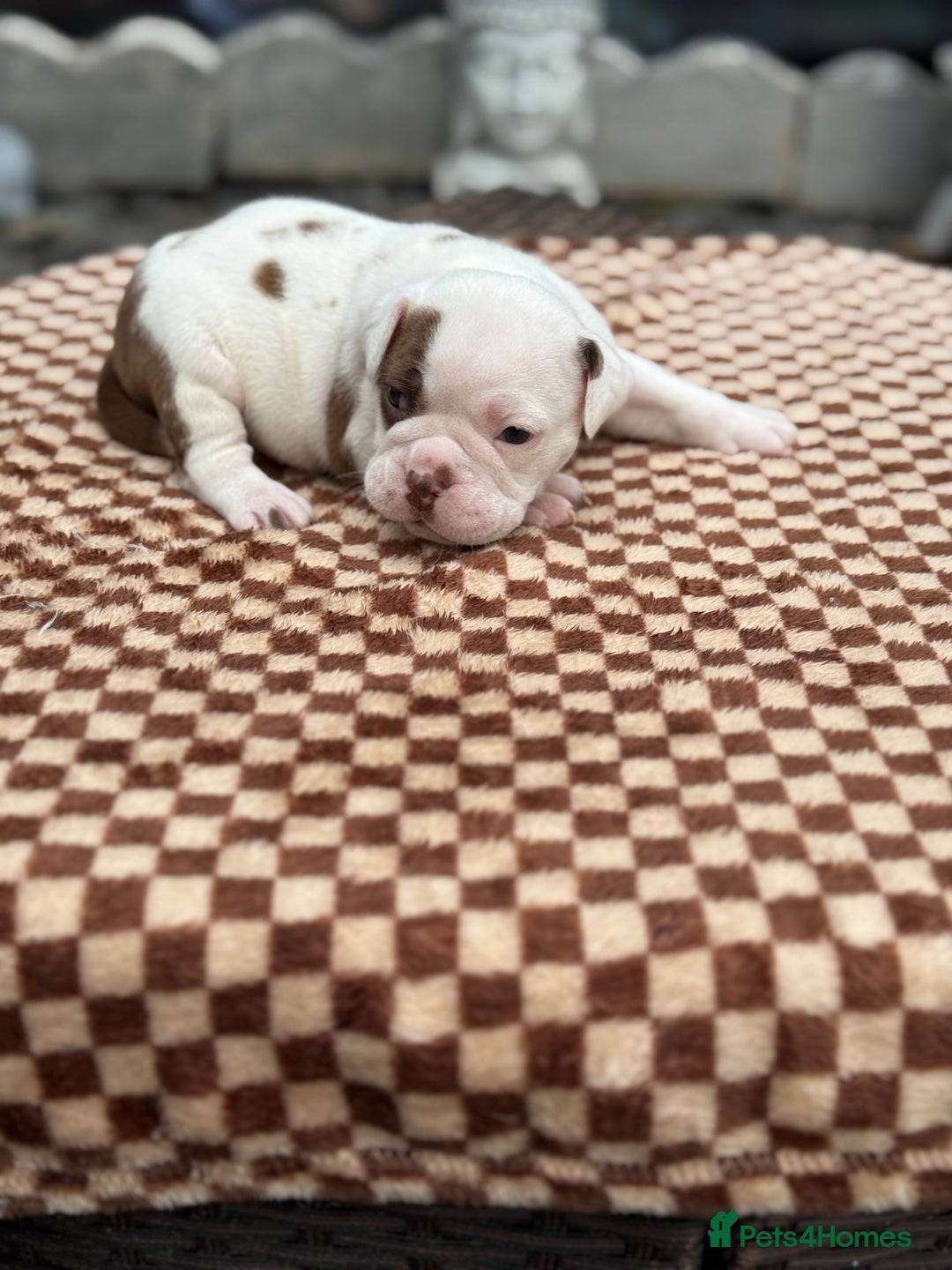 Old Tyme Bulldog dogs for sale: Old Tyme Bulldog Puppies - Both Parents Our Pets - Image 4