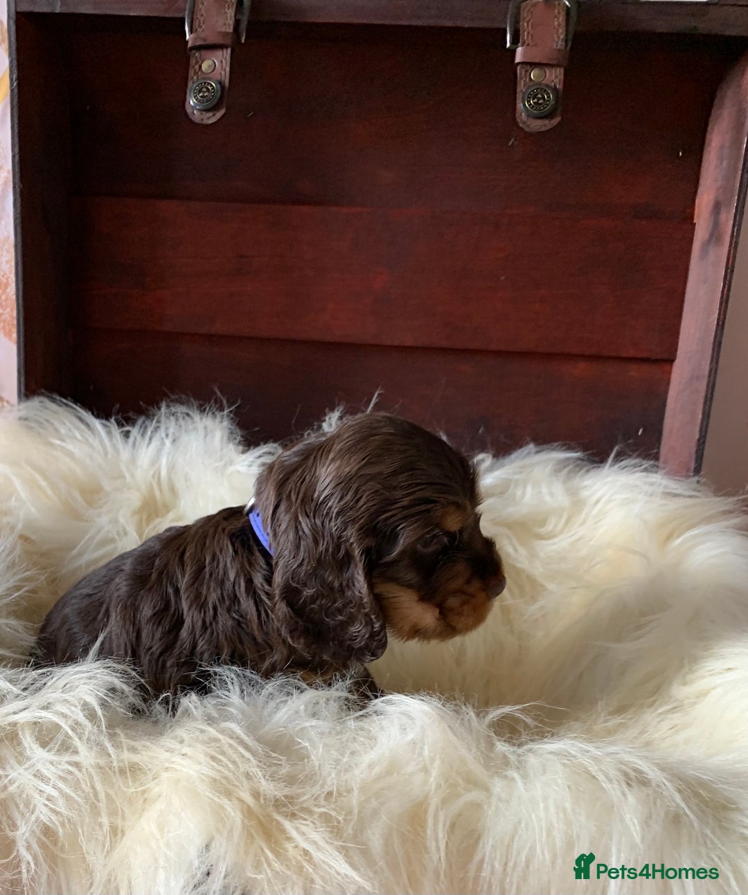 Cocker Spaniel dogs for sale: 5* LICENSED KC SHOW H/TESTED PUPPIES  - Image 23