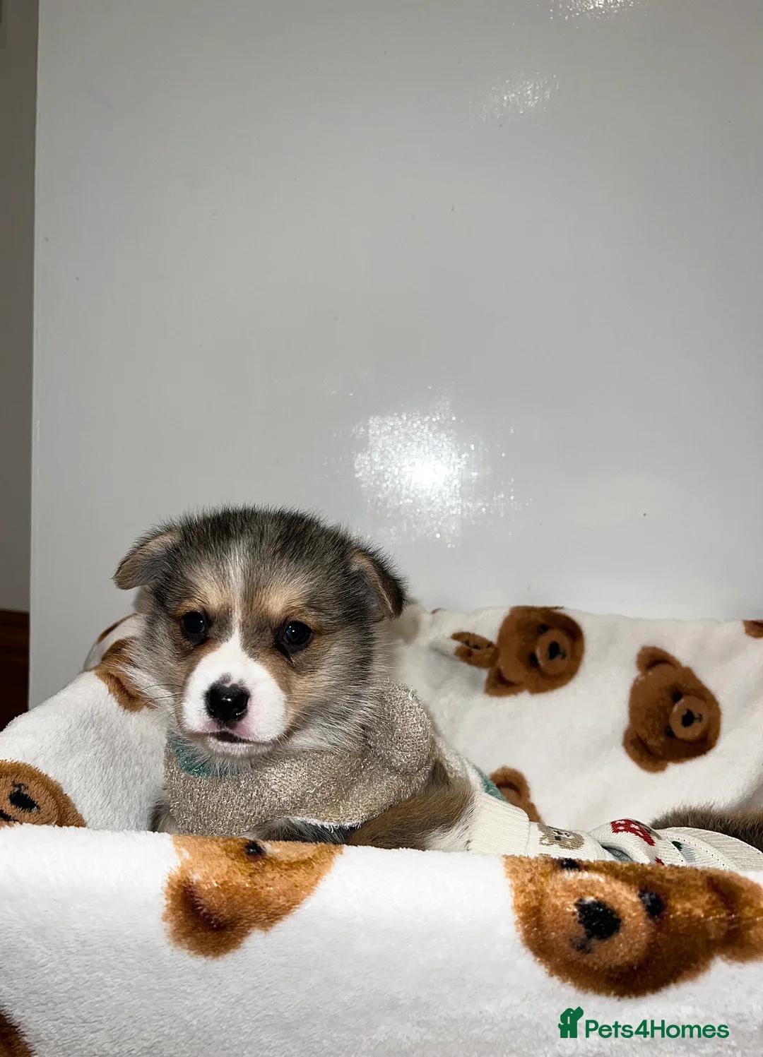 Welsh Corgi Pembroke dogs for sale: Welsh Pembroke corgi - Advert 6