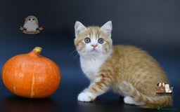 Scottish Fold cats for sale: LICENSED CATTERY, PURE BREED TOP QUALITY KITTENS - Image 3