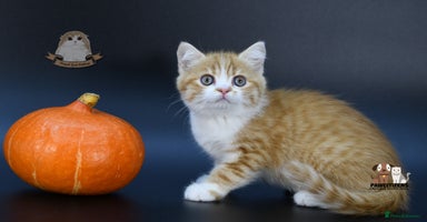 Scottish Fold cats - Advert 15