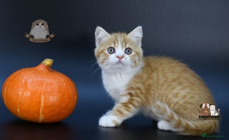 Scottish Fold cats - Advert 10