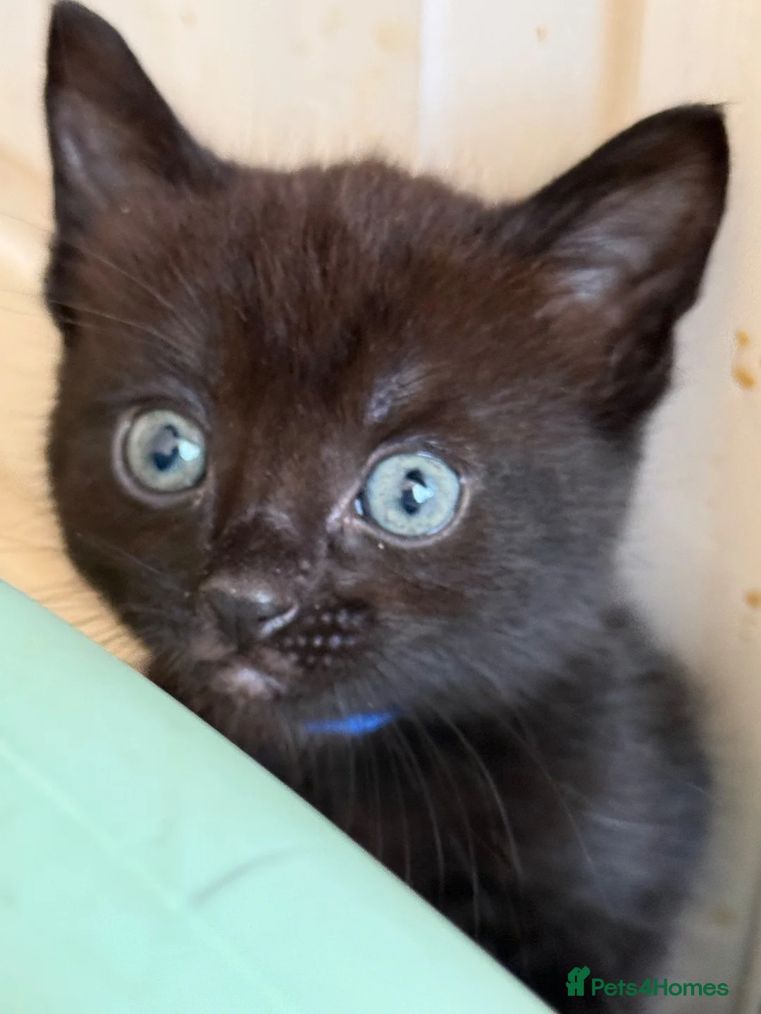 Mixed Breed cats for sale: 4 beautiful kittens  - Advert 19