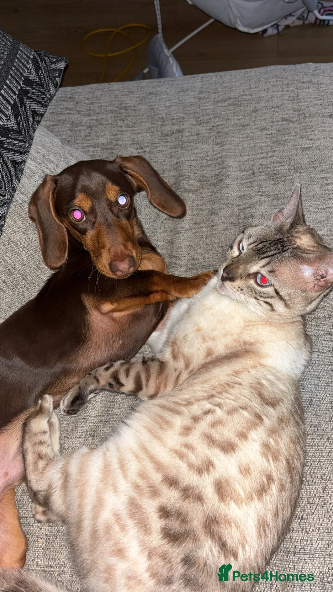Dachshund dogs for sale: 8 month old Daschund Male for sale in Burnley - Advert 2