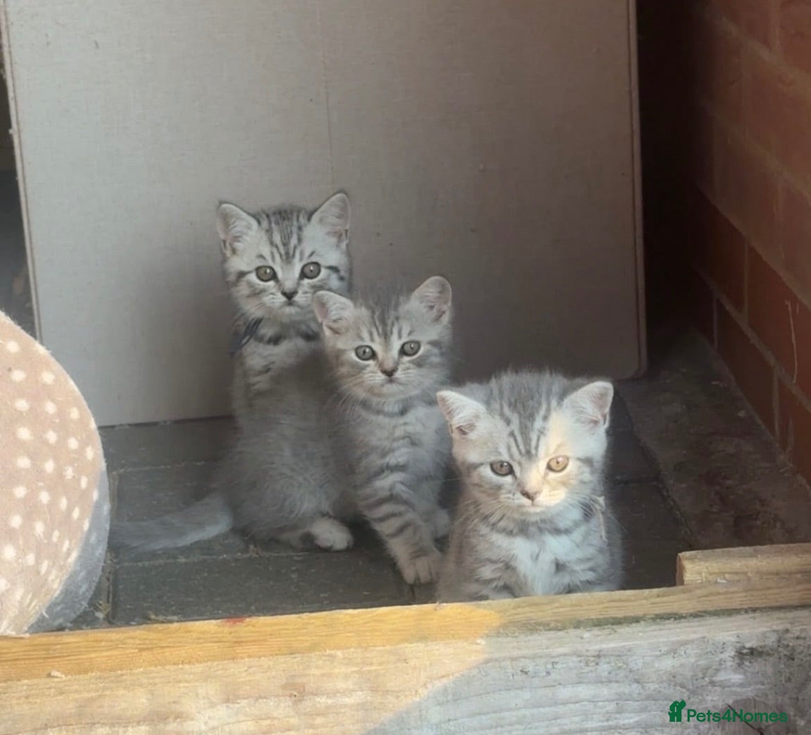 British Shorthair cats British shorthair silver spotted  - Advert 1