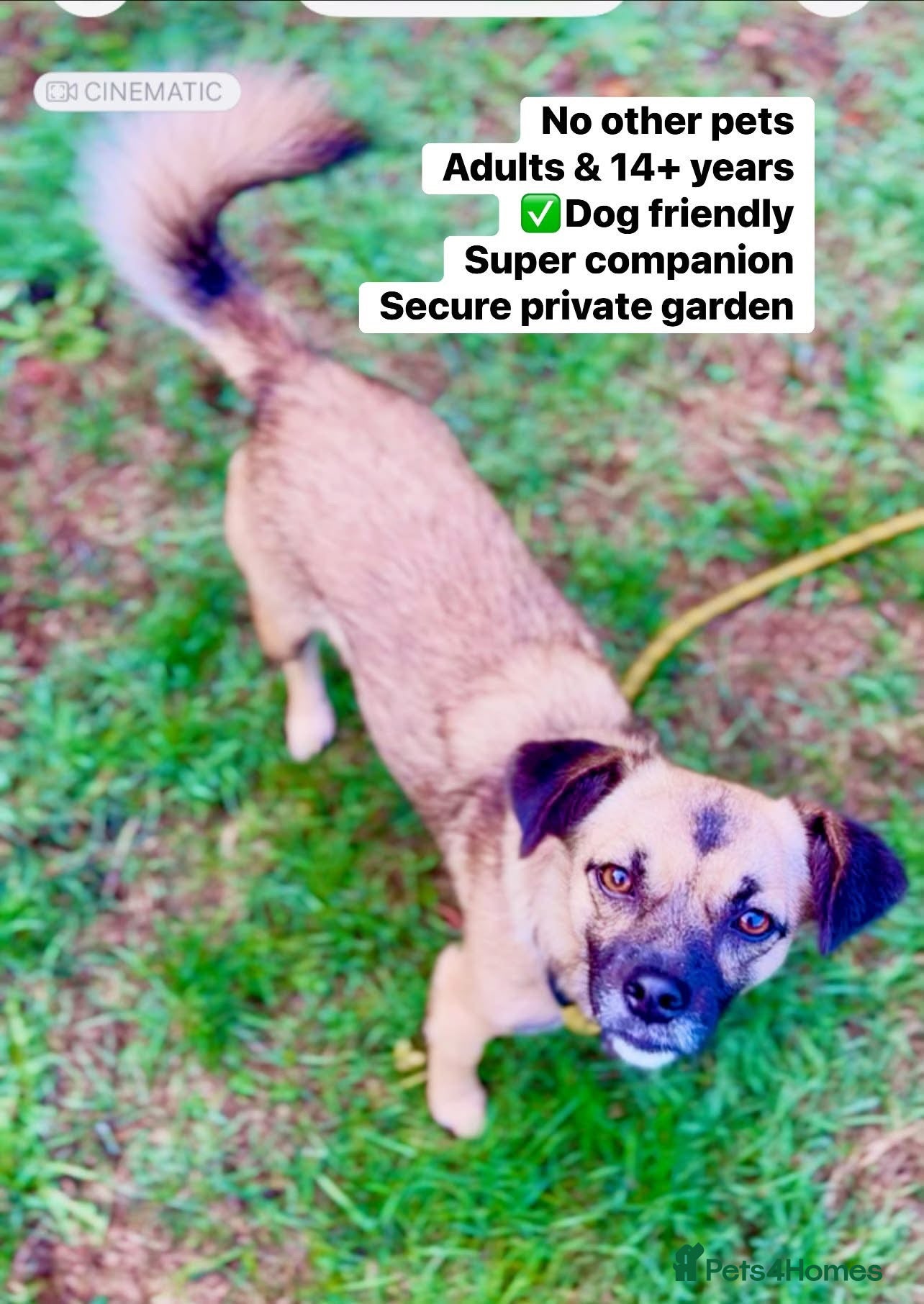Mixed Breed dogs Meet Marlene  12 months old  6.5 kg Romanian mix  - Advert 10