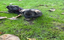 German Shepherd dogs for sale: 10 amazing german shepherd puppies - Advert 28