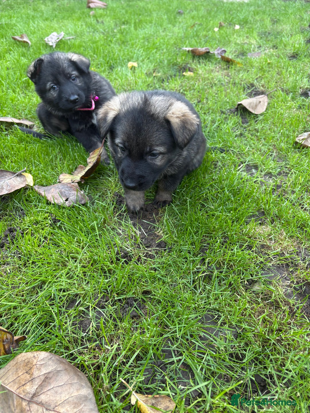 German Shepherd dogs for sale: 10 amazing german shepherd puppies - Advert 28