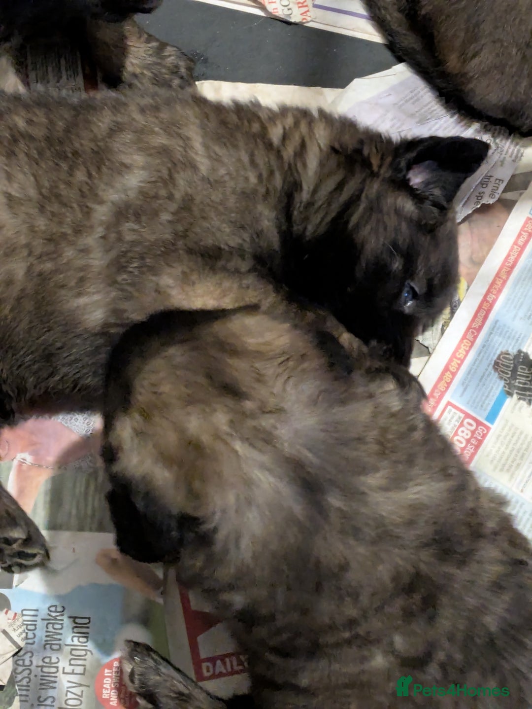 Leonberger dogs for sale: Leonberger boys available  - Advert 7