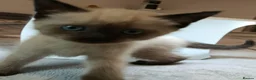 Mixed Breed cats for sale: Beautiful White Kitte Ragdoll (8 Weeks Old in Peterborough - Advert 13