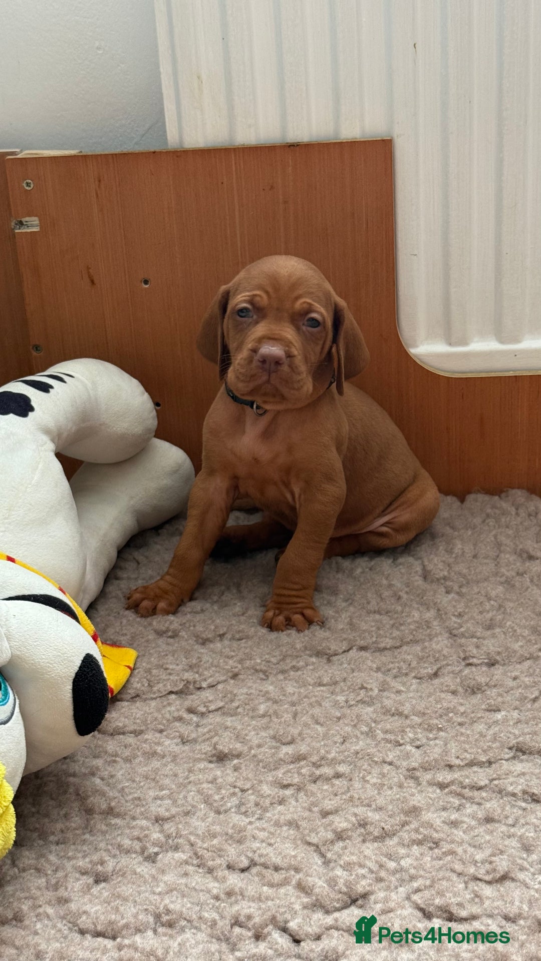 Hungarian Vizsla dogs for sale: Hungarian Vizsla - Image 14