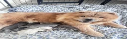 Chow Chow dogs for sale: 7 chow chow puppies - Advert 6