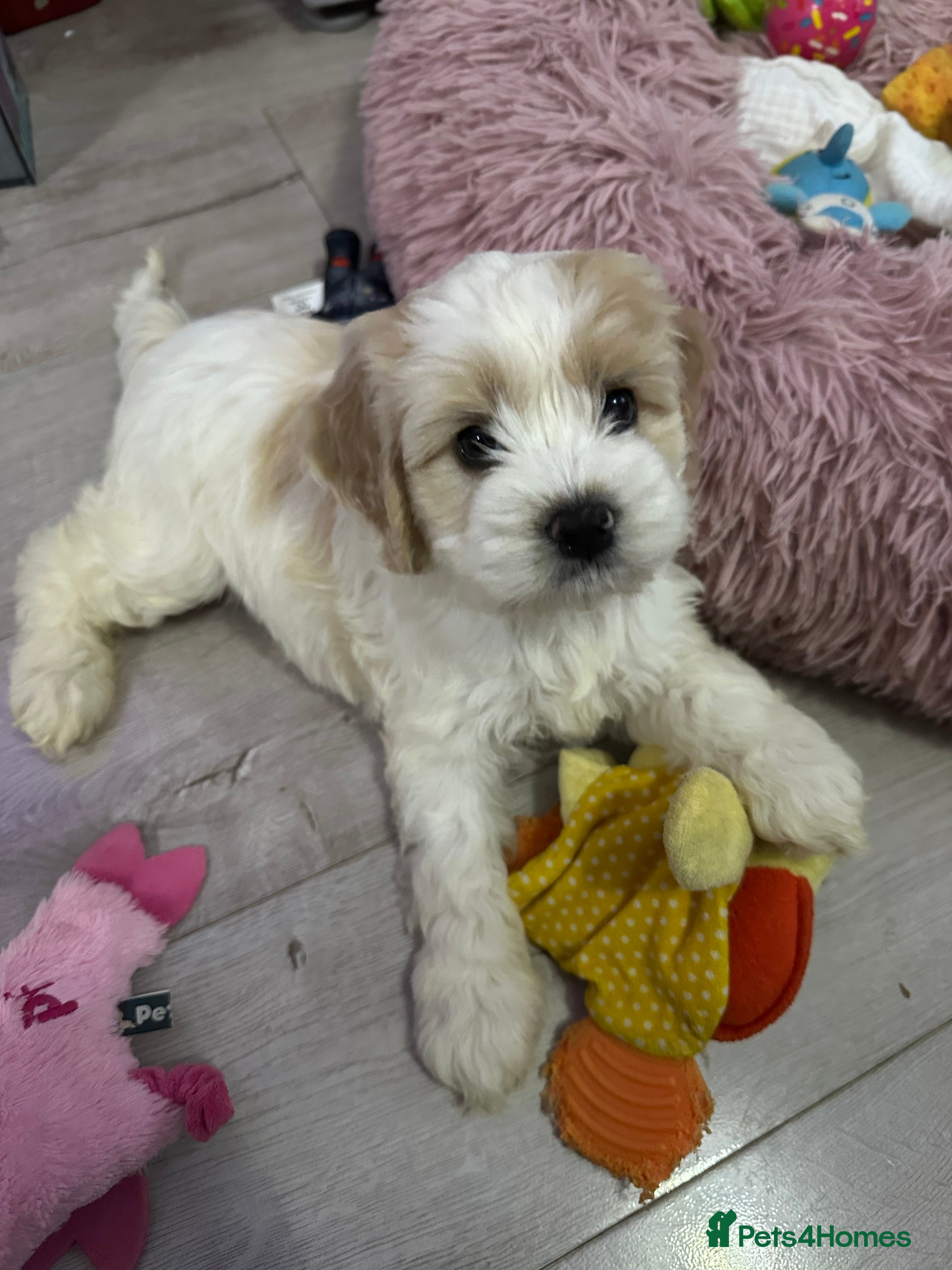 Cockapoo dogs Cockerpoo puppies READY NOW ! - Advert 10