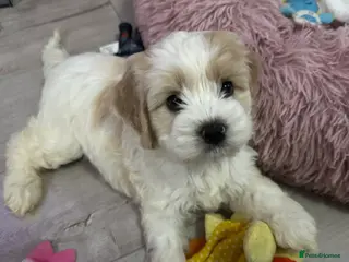 Cockapoo dogs Cockerpoo puppies READY NOW ! - Advert 10